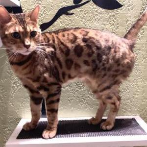 Lost Cat Kiara