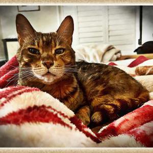 2nd Image of Kiara, Lost Cat