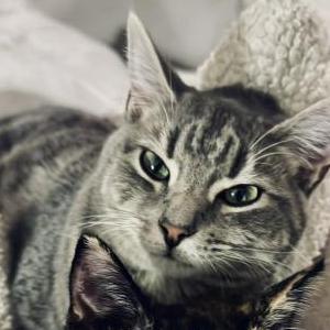 Lost Cat Kevin