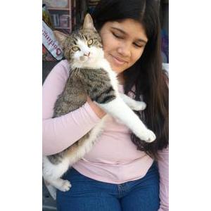 Image of Papa, Lost Cat