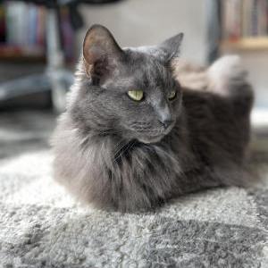 Lost Cat Billie