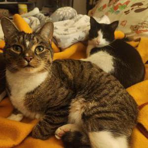 Lost Cat Daddy (no collar)