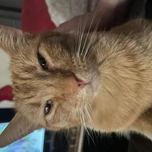 Lost Cat Clementine
