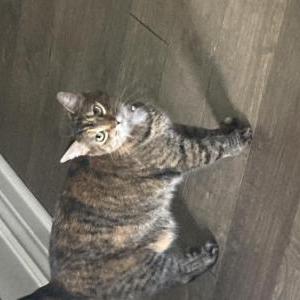 Image of Flower Cake, Lost Cat