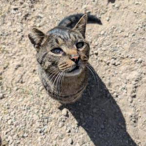 Image of Tigger, Lost Cat