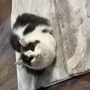 Lost Cat Mahito