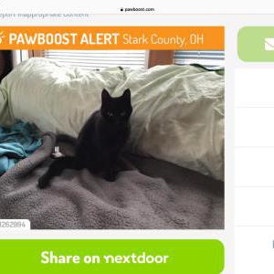 Found Cat Unknown