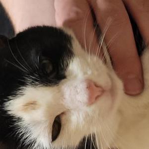 Found Cat Unknown