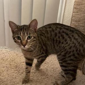 Lost Cat Anfisa