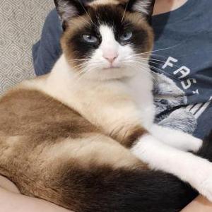 Image of Coraline, Lost Cat