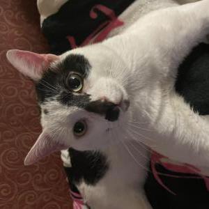 Image of Loyal, Lost Cat