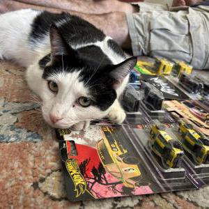 Lost Cat Cao “Cow”