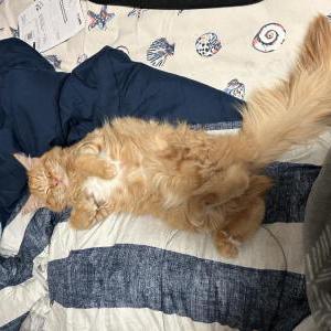 Lost Cat Moe