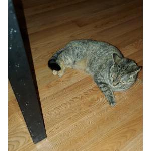 Lost Cat Felipe
