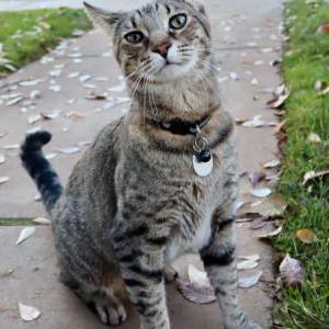 Image of Blackstripe, Lost Cat