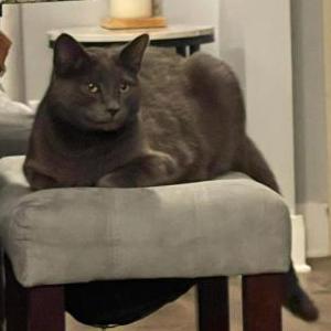 Lost Cat Smokey 