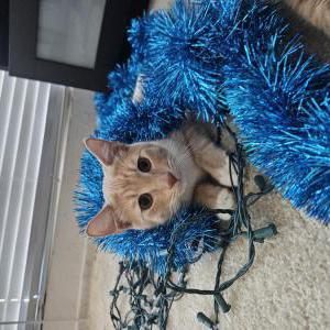Lost Cat Junior