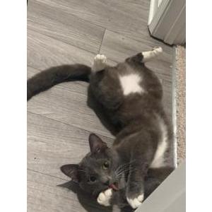 Lost Cat Kitty kitty