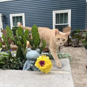 Lost Cat Big yellow