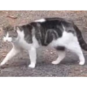 Found Cat unsure