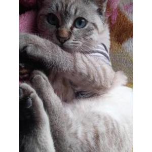 Lost Cat Charlie