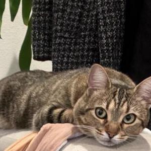 Lost Cat Dash