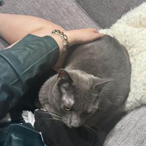 Found Cat Mercury