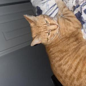 Lost Cat Sammie