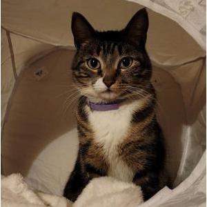 Lost Cat Chiquita,