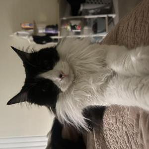 Image of Riri, Lost Cat