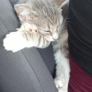 Lost Cat Bubbles