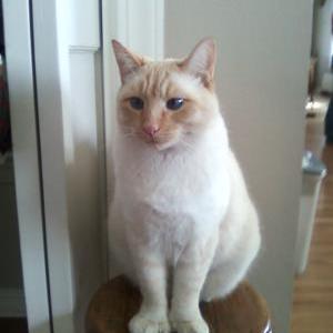 Image of Shnookie, Lost Cat