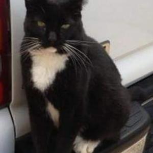 Image of Tux, Lost Cat