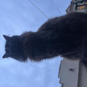 Image of Toothless, Lost Cat