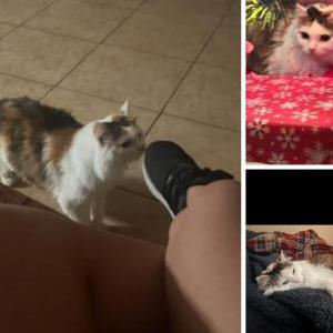 Image of Nena, Lost Cat