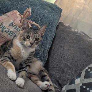 Image of Socks, Lost Cat