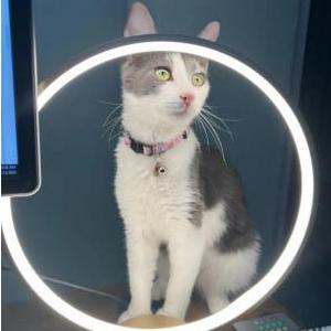 Lost Cat Misty