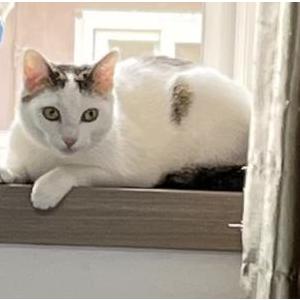 Lost Cat Artemis