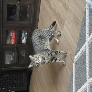 Image of Soka, Lost Cat