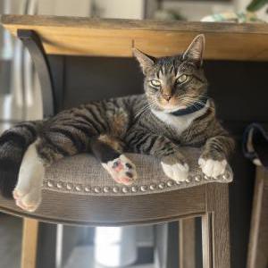 Lost Cat Rocky