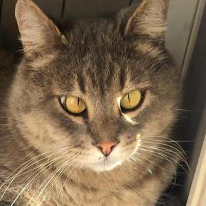 Image of Greg, Lost Cat