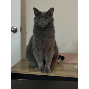 Lost Cat Coco