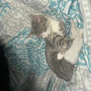 Lost Cat Princess