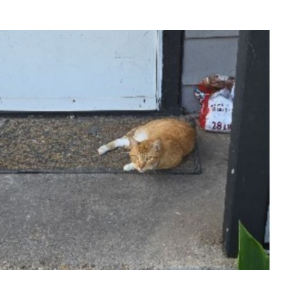 Lost Cat Amber