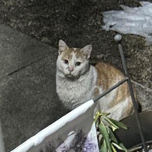 Found Cat unknown