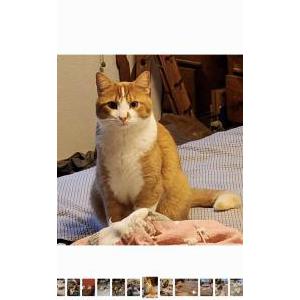 Lost Cat Jelly Bean