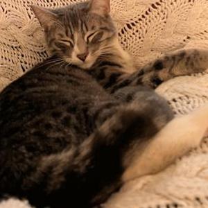 Image of Morphis, Lost Cat