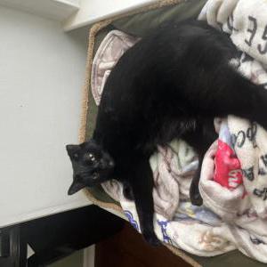 Lost Cat Jax