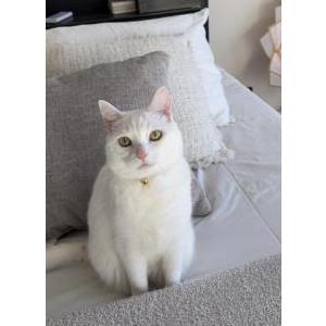 Lost Cat Meko