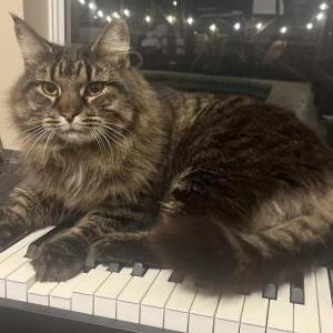 Lost Cat Sophia